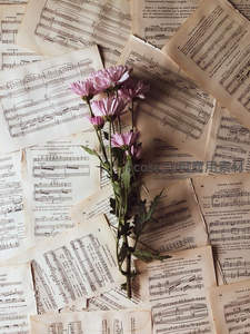 淡紫雏菊静卧复古乐谱之上