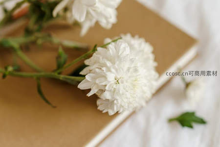 洁白菊花轻放于米色书本之上