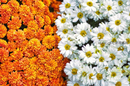 橙白菊花并蒂开，色彩斑斓如画卷