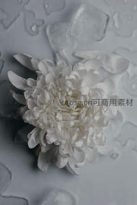 冰晶衬托白菊，清冷孤傲显雅致