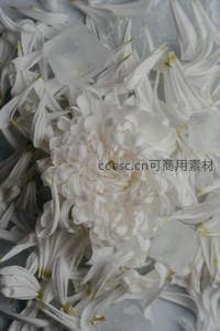 白菊冰块共舞，静谧之美沁人心