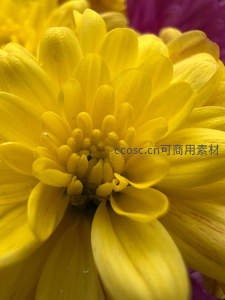 金黄菊花特写展现细腻纹理