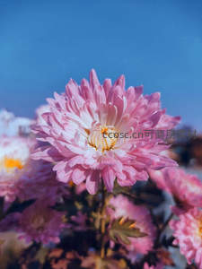 蓝天映衬下的粉色菊花盛开