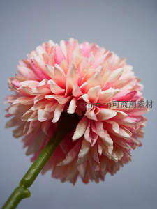 粉色人造菊花特写质感逼真