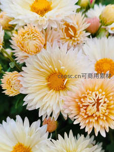 淡雅菊瓣层层绽放，金蕊点缀如诗如画