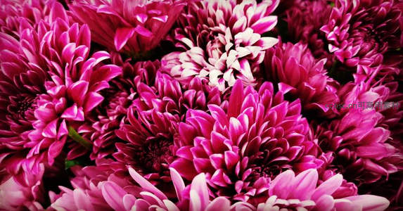 紫红菊浪翻涌如霞，浓烈色彩醉人心扉