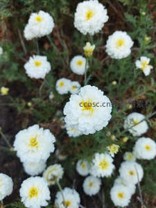 白色雏菊在绿叶间绽放，清新自然