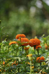 花园里盛开的橙色万寿菊群落