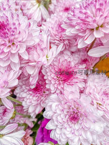 粉白相间的菊花簇拥绽放，柔美动人