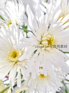 纯白菊花特写，花瓣纤细如丝