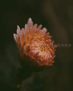 微距下的粉色菊花绽放瞬间