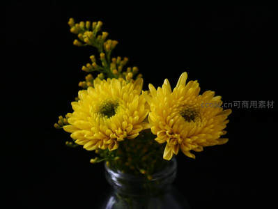 黑底黄菊瓶插静谧优雅