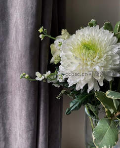 白色菊花在灰色窗帘旁绽放