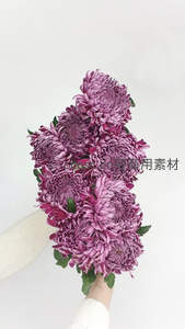 紫红色菊花被温柔捧在手中