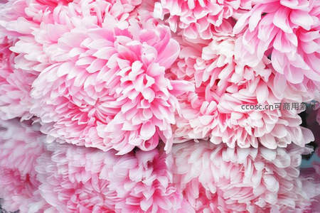 满屏粉白菊花铺展，如云似雾