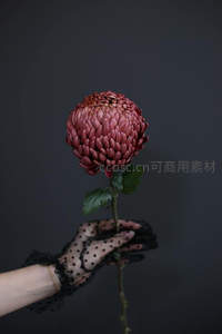 黑纱手套轻托深红菊花，暗影中绽放优雅