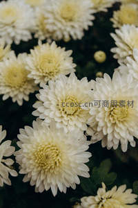 洁白菊花簇拥绽放，柔光下尽显纯净之美