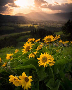 山野向日葵迎朝阳，金色花海映霞光万丈