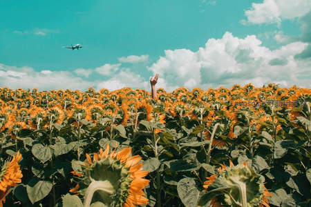 向日葵花海中伸出手臂迎接蓝天飞机