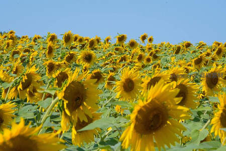 金色向日葵花海在晴空下绽放