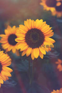 向日葵特写，金黄花瓣与深色花盘的完美对比