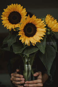 双手捧着向日葵花束的温馨瞬间