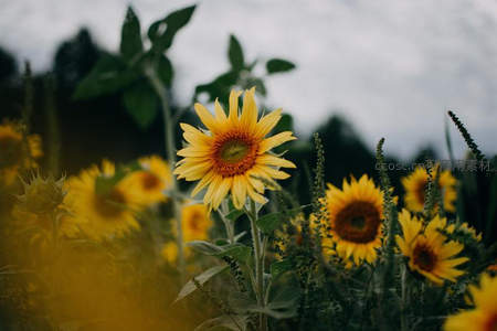 微距下的向日葵绽放生机