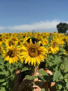 向日葵花海中少女的温柔瞬间