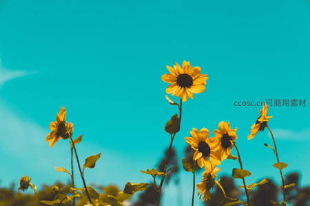 向日葵在蔚蓝天空下绽放生机