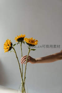 手轻触瓶中三朵向日葵
