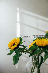 阳光透过窗棂洒在瓶中向日葵