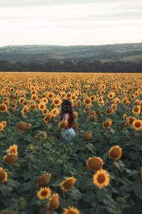 女子漫步于无垠向日葵花田之中