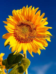 蓝天映衬下向日葵绽放灿烂笑容