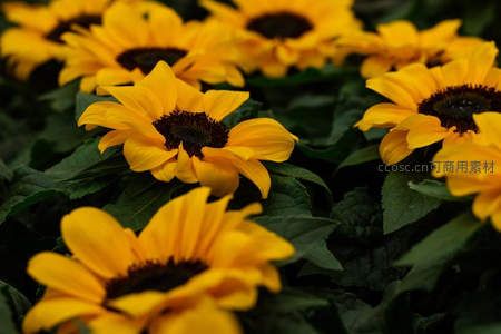 金黄向日葵花海，绿叶衬托生机盎然