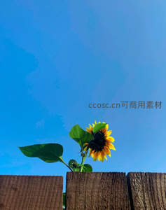 木栅栏上向日葵，蓝天为幕迎风摇曳
