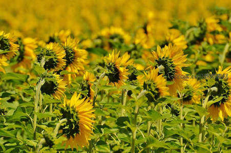 金黄向日葵花海灿烂绽放