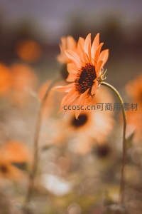 橙色向日葵特写柔美动人
