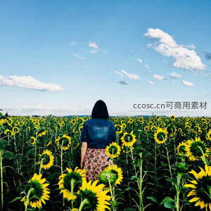 女子背影漫步向日葵花田