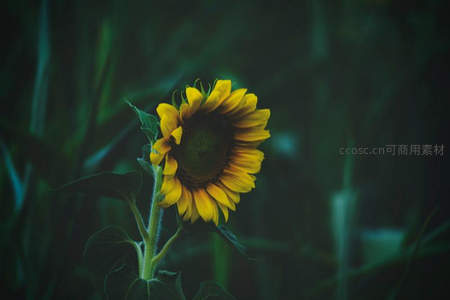 暗调背景下孤傲向日葵