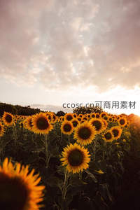 晨曦中向日葵迎光绽放，天空云霞绚烂