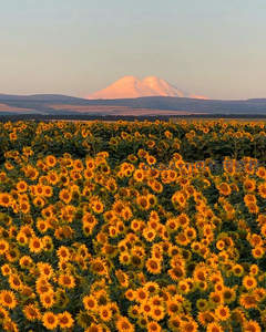 金色向日葵花海与远山雪峰构成壮丽风景画