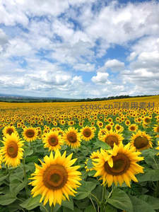 蓝天白云下浩瀚向日葵花田，生机无限