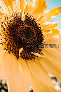 向日葵花盘微距特写，展现自然纹理之美