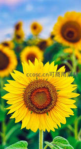 向日葵花海中的单朵盛放，背景虚化