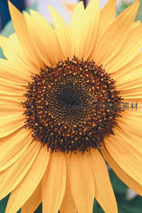 对称构图下的向日葵中心，几何美感