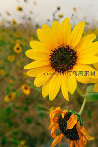 盛放与凋零并存的向日葵，生命轮回