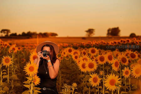摄影师置身向日葵花田，捕捉金色时刻