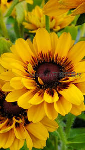 黑心菊特写展现花瓣纹理细节