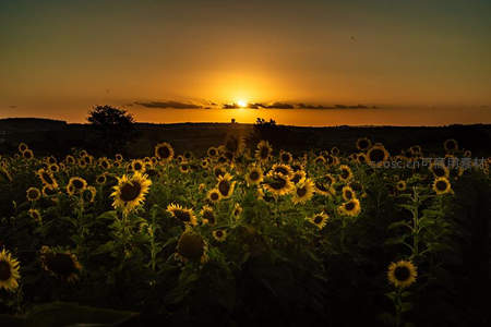夕阳西下向日葵田染上金色余晖