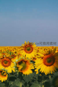 蓝天之下向日葵仰望无垠苍穹